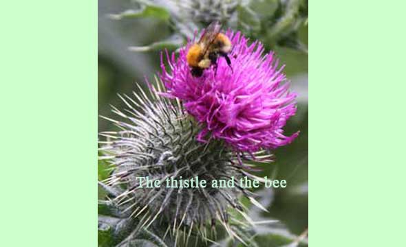 The Thistle and the Bee