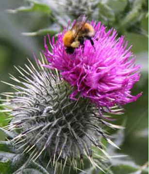 Thistle and Bee
